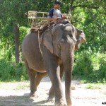 Last of Cambodia’s elephant riders