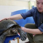 Cambodia’s Royal Turtle Back From the Brink of Extinction