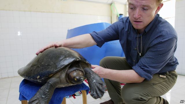 Cambodia’s Royal Turtle Back From the Brink of Extinction