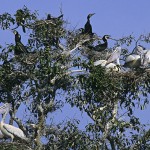 Free as a Bird in Cambodia